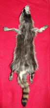 Load image into Gallery viewer, LM Idaho Raccoon - Taxidermy Quality - RAC1009
