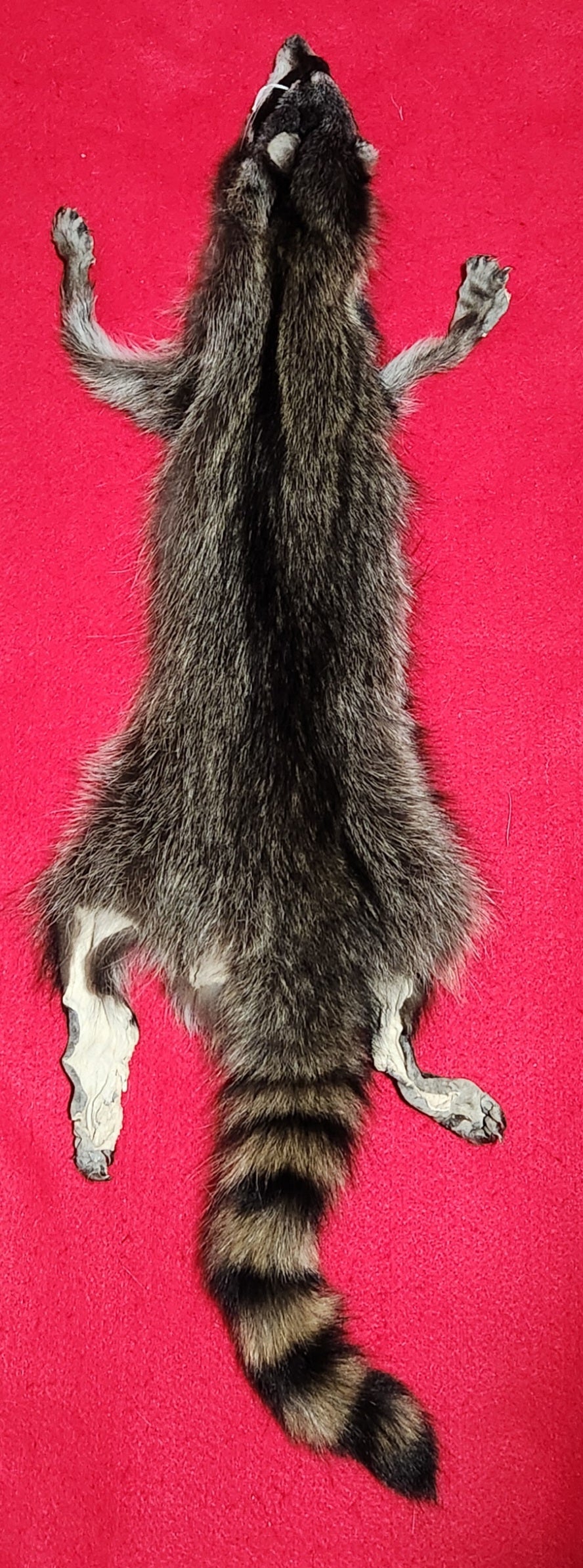 LM Idaho Raccoon - Taxidermy Quality - RAC1006