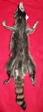 Load image into Gallery viewer, LM Idaho Raccoon - Taxidermy Quality - RAC1006
