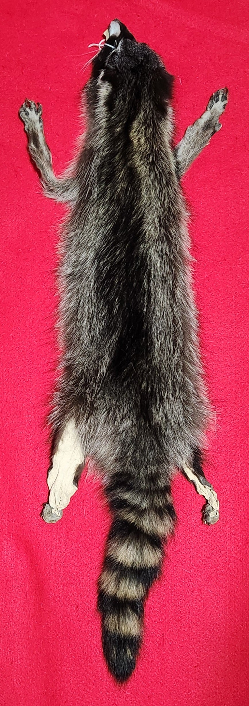 LM Raccoon - Taxidermy Quality - RAC1010
