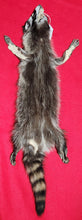 Load image into Gallery viewer, LM Raccoon - Taxidermy Quality - RAC1010
