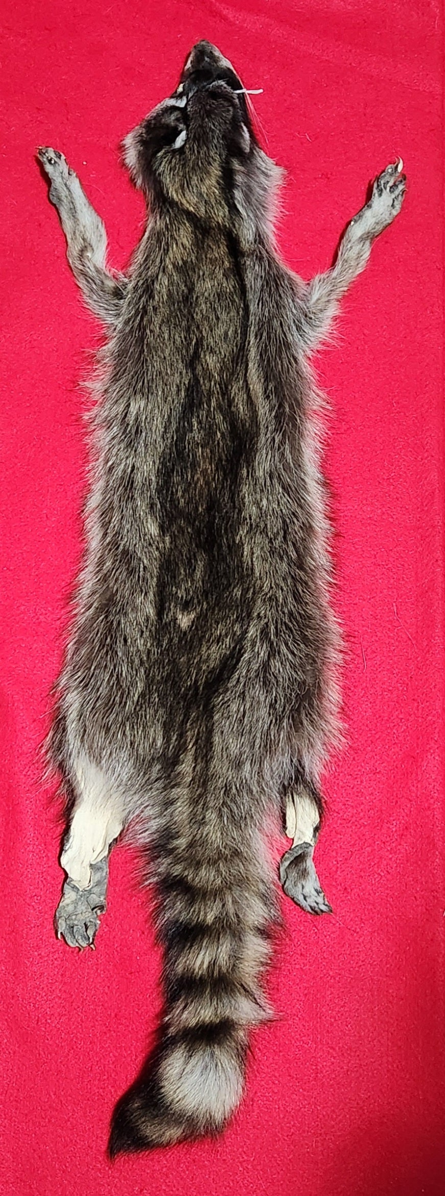 XL Idaho Raccoon - Taxidermy Quality - RAC1008