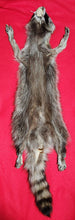 Load image into Gallery viewer, XL Idaho Raccoon - Taxidermy Quality - RAC1008
