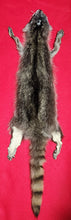 Load image into Gallery viewer, LM Idaho Raccoon - Taxidermy Quality - RAC1011
