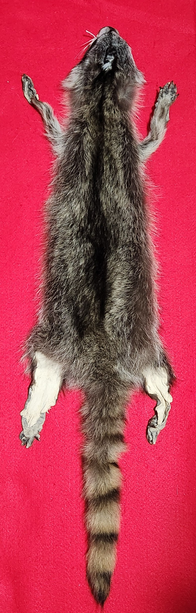 LM Idaho Raccoon - Taxidermy Quality - RAC1011