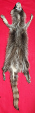 Load image into Gallery viewer, LM Idaho Raccoon - Taxidermy Quality - RAC1011
