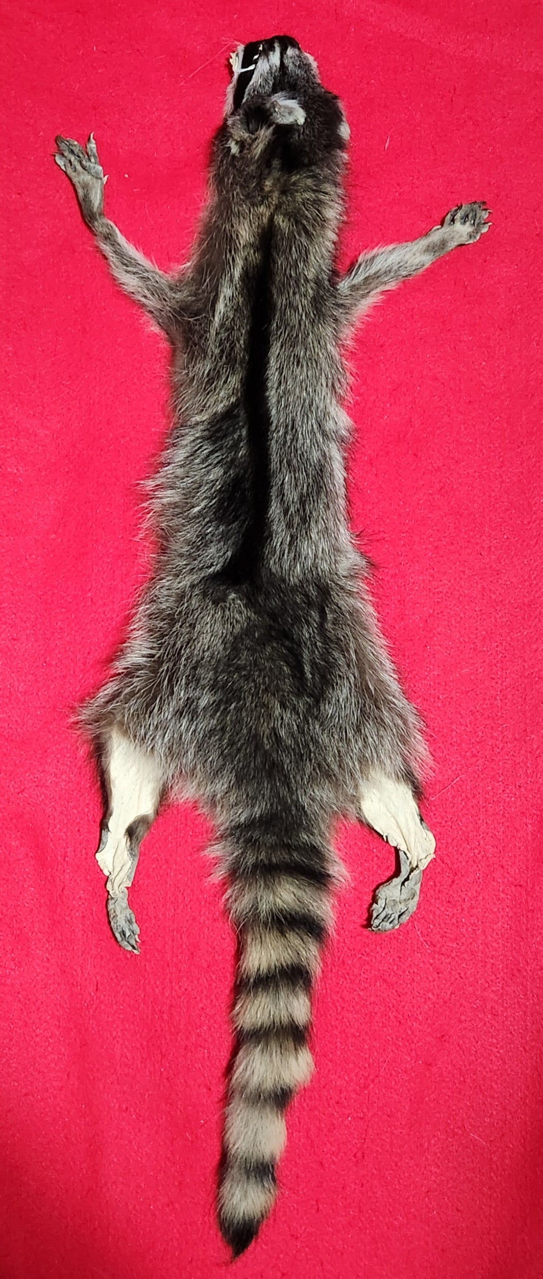 LM Idaho Raccoon - Taxidermy Quality - RAC1007