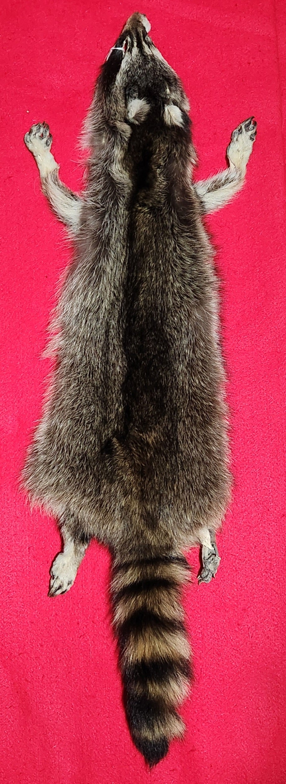 Large New York Raccoon - Taxidermy Quality - RAC1012