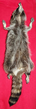 Load image into Gallery viewer, Large New York Raccoon - Taxidermy Quality - RAC1012
