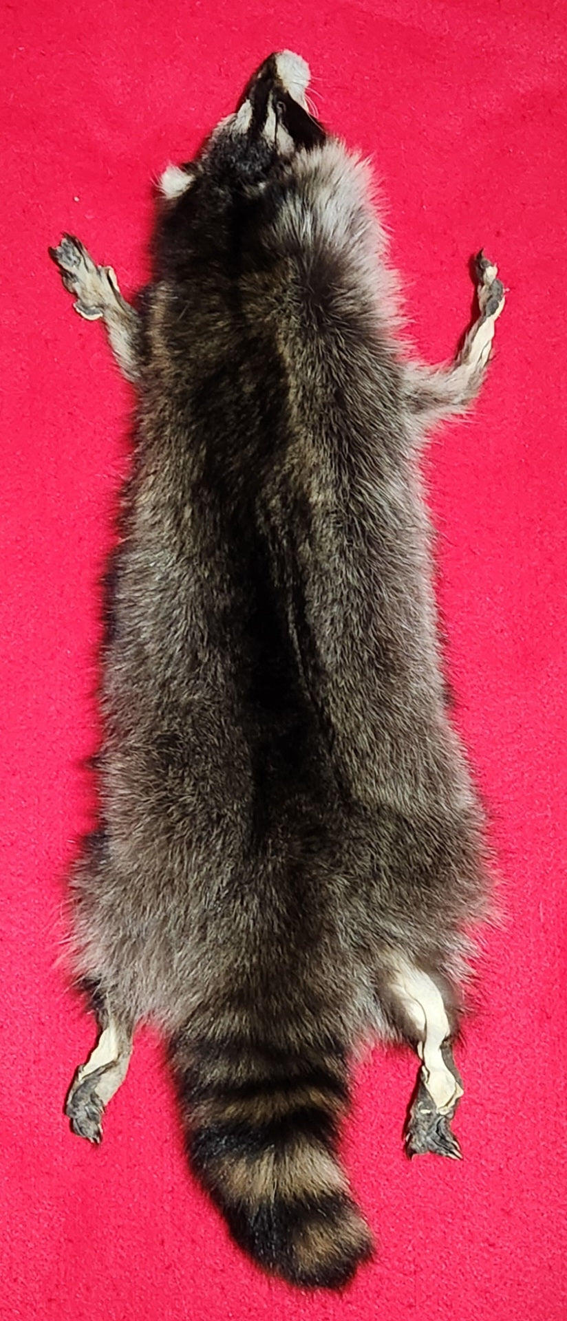LM New York Raccoon - HAS FEET AND CLAWS - RAC1013