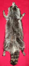 Load image into Gallery viewer, LM New York Raccoon - HAS FEET AND CLAWS - RAC1013
