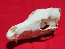 Load image into Gallery viewer, XXL Coyote Skull - CYS1006
