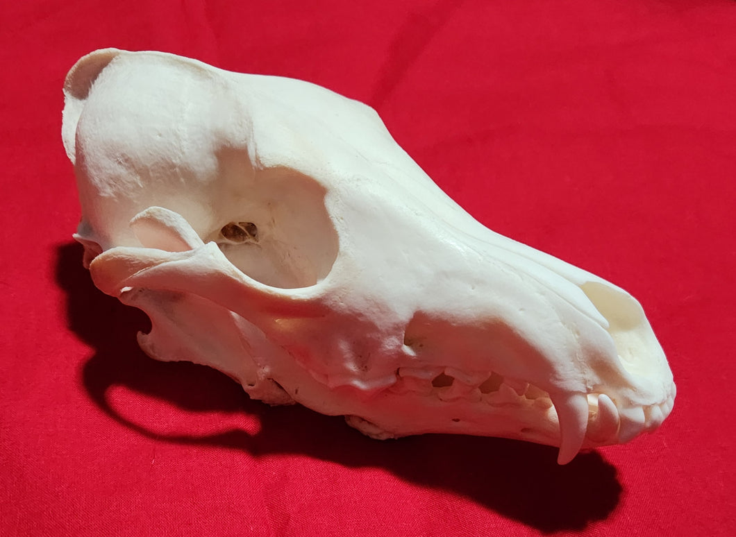 XXL Coyote Skull - CYS1006