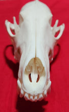 Load image into Gallery viewer, XXL Coyote Skull - CYS1006
