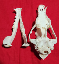 Load image into Gallery viewer, XXL Coyote Skull - CYS1006
