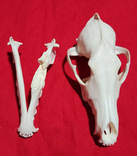 Load image into Gallery viewer, XXL Coyote Skull - CYS1006
