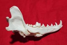 Load image into Gallery viewer, XXL Coyote Skull - CYS1006
