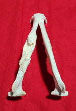 Load image into Gallery viewer, XXL Coyote Skull - CYS1006
