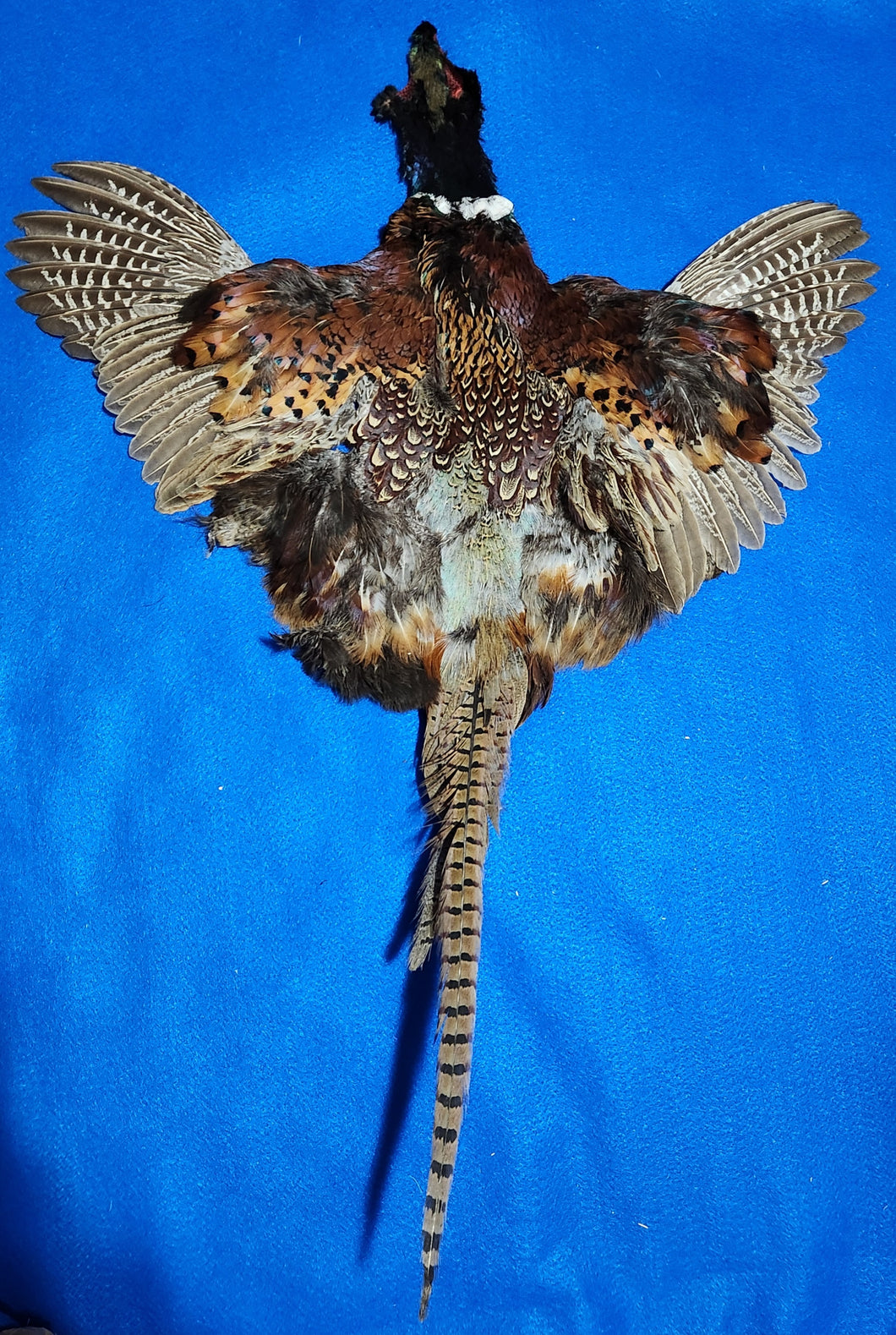 Ring-necked Pheasant Skin