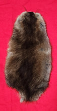 Load image into Gallery viewer, Idaho Muskrats - Light Brown Belly with Silver Underfur - MSK1003
