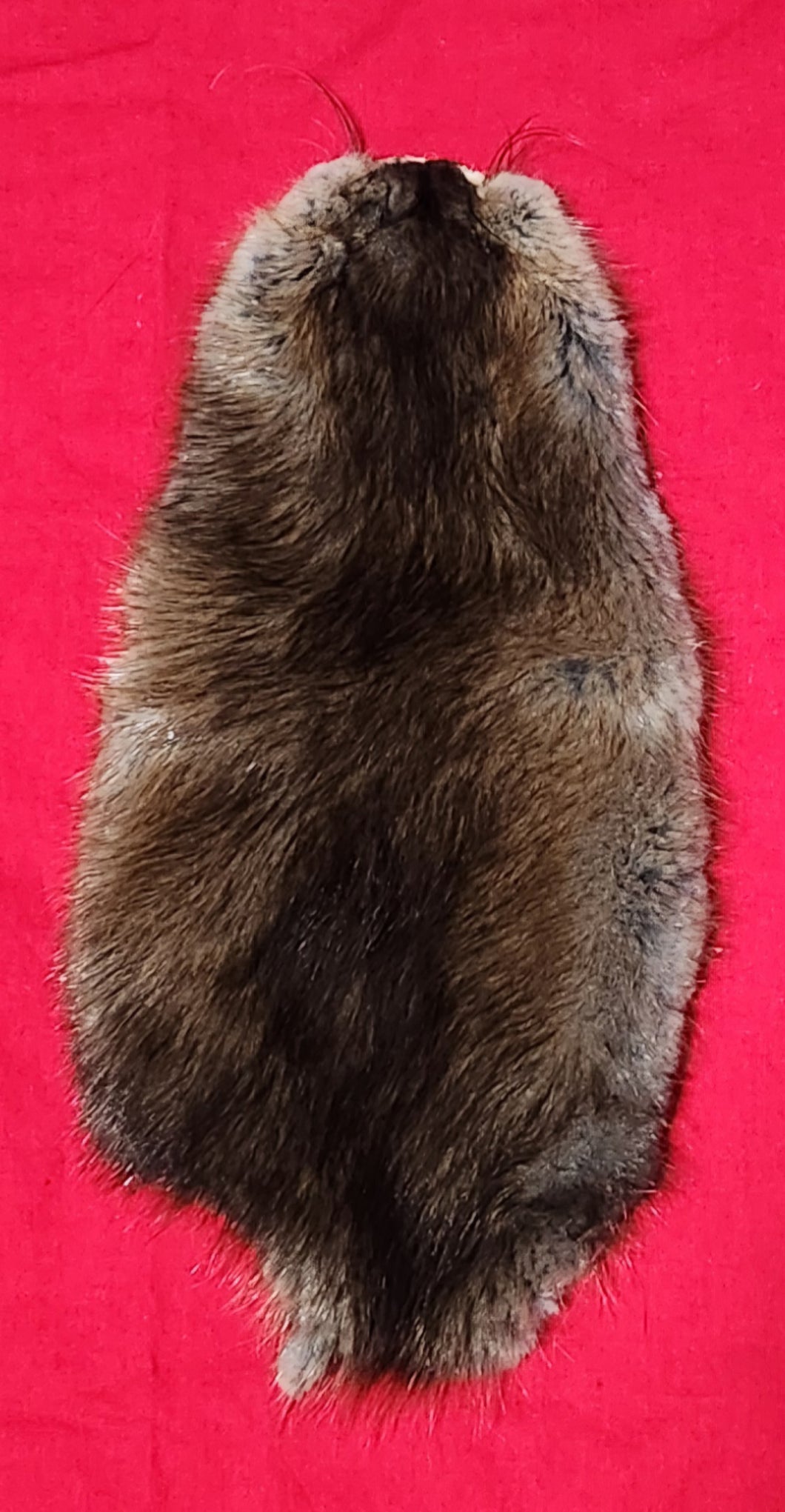 Idaho Muskrats - Light Brown Belly with Silver Underfur - MSK1003