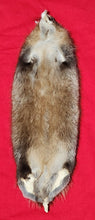 Load image into Gallery viewer, Idaho Muskrats - Light Brown Belly with Silver Underfur - MSK1003
