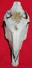 Load image into Gallery viewer, Horse Skull - Nature Cleaned - HRS1002
