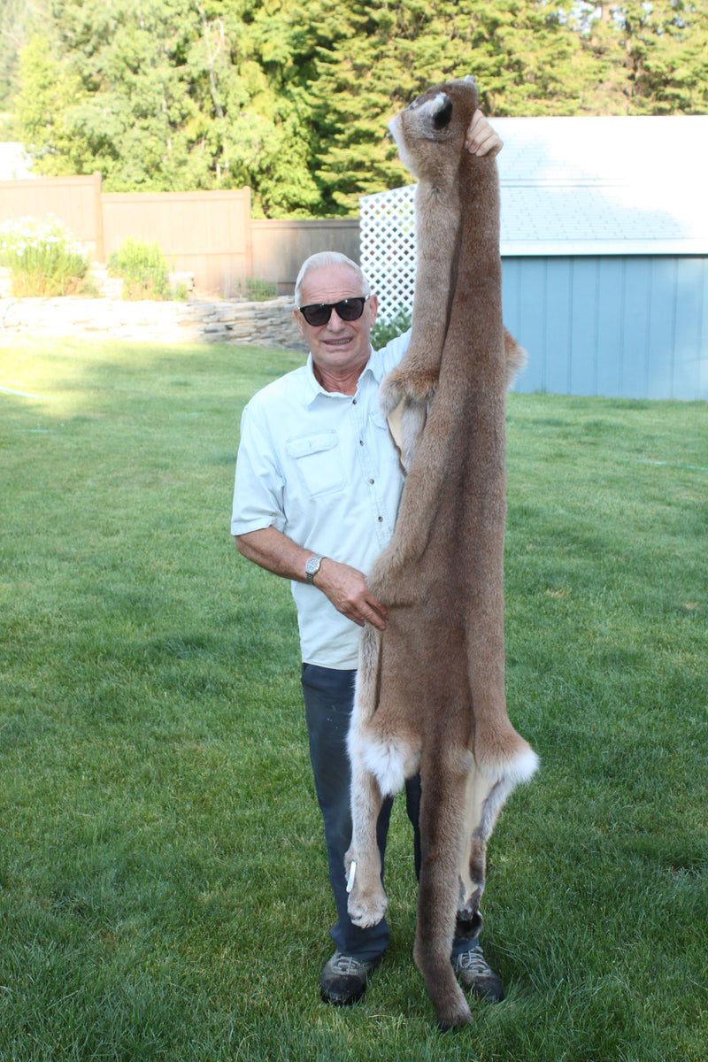 Holding a huge, 8'6" tanned mountain lion hide up in front of the Fur Shack.