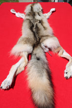 Load image into Gallery viewer, Heavily furred Canadian Grey Wolf #32
