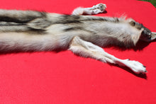 Load image into Gallery viewer, Heavily furred Canadian Grey Wolf #32
