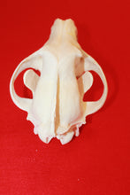 Load image into Gallery viewer, XXL Wolf Skull - 2021-05
