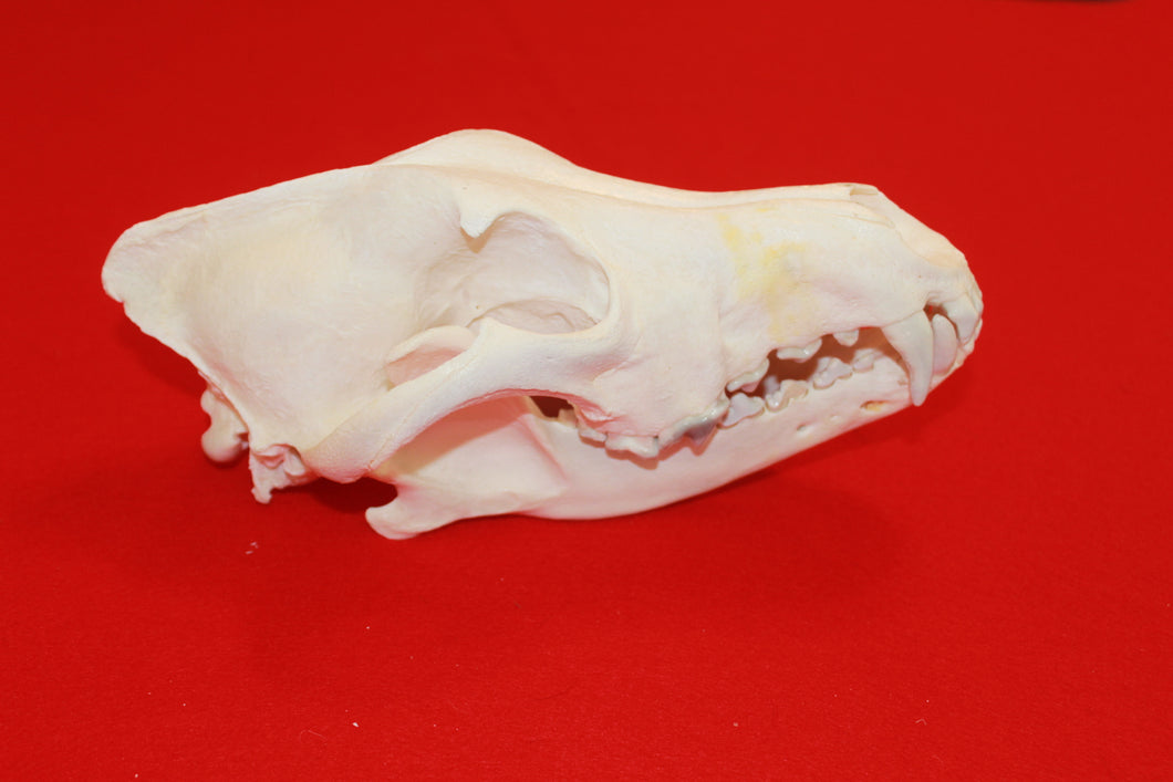 XXL Wolf Skull - 2021-05