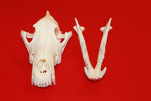 Load image into Gallery viewer, XXL Wolf Skull - 2021-05
