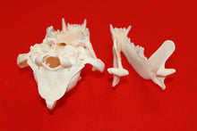 Load image into Gallery viewer, XXL Wolf Skull - 2021-05
