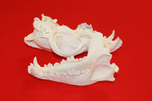 Load image into Gallery viewer, XXL Wolf Skull - 2021-05
