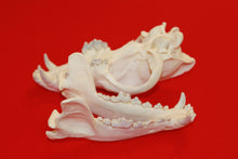 Load image into Gallery viewer, XXL Wolf Skull - 2021-05
