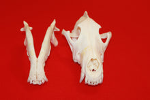 Load image into Gallery viewer, XXL Wolf Skull - 2021-05
