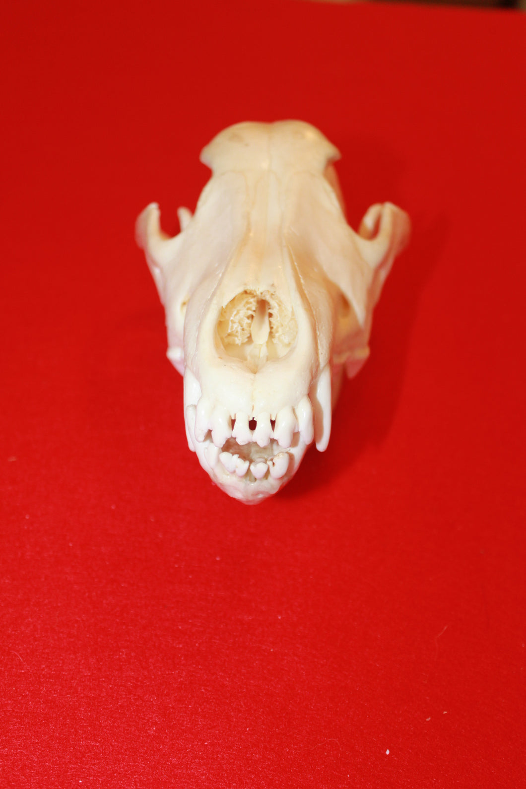 XL Wolf Skull - 2021-02