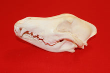 Load image into Gallery viewer, XL Wolf Skull - 2021-02
