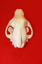 Load image into Gallery viewer, XL Wolf Skull - 2021-02
