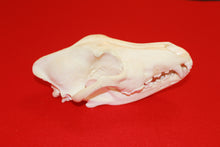 Load image into Gallery viewer, XL Wolf Skull - 2021-02
