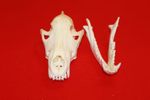 Load image into Gallery viewer, XL Wolf Skull - 2021-02
