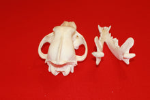 Load image into Gallery viewer, XL Wolf Skull - 2021-02
