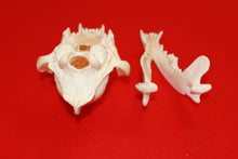 Load image into Gallery viewer, XL Wolf Skull - 2021-02
