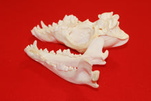 Load image into Gallery viewer, XL Wolf Skull - 2021-02
