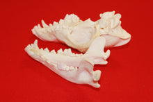 Load image into Gallery viewer, XL Wolf Skull - 2021-02
