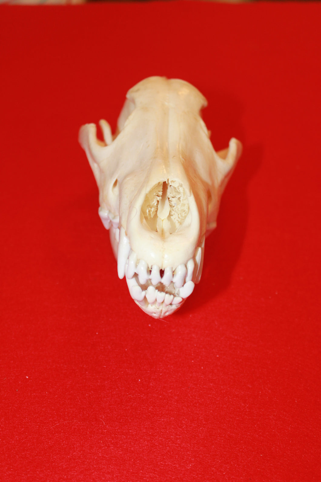 XL Wolf Skull - 2021-06