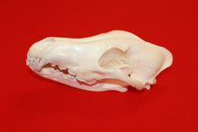 Load image into Gallery viewer, XL Wolf Skull - 2021-06
