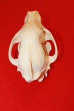 Load image into Gallery viewer, XL Wolf Skull - 2021-06
