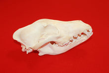 Load image into Gallery viewer, XL Wolf Skull - 2021-06
